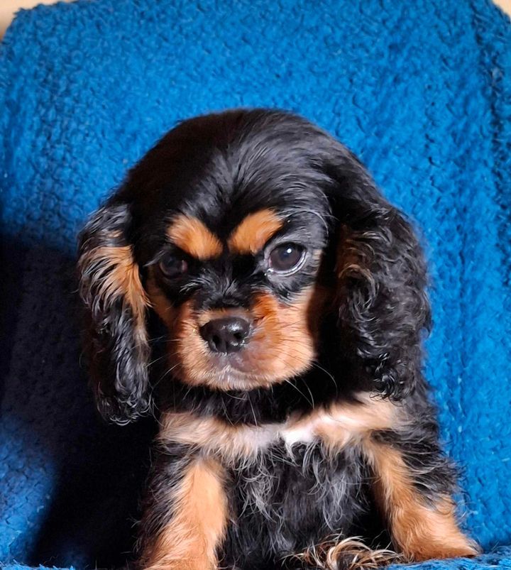 De L'Elite Du Kevezer - Chiot disponible  - Cavalier King Charles Spaniel