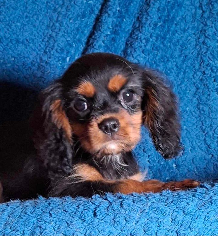 De L'Elite Du Kevezer - Chiot disponible  - Cavalier King Charles Spaniel