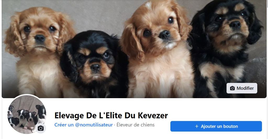 De L'Elite Du Kevezer - Page Facebook de l'Elevage 