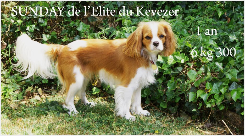 De L'Elite Du Kevezer - Sunday 