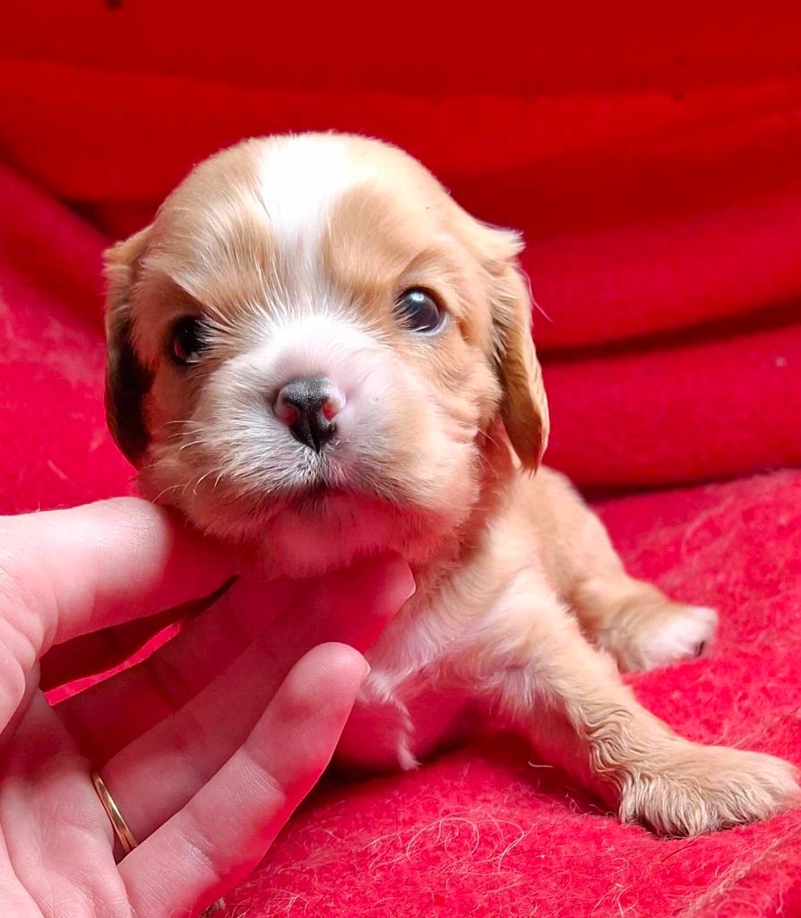 De L'Elite Du Kevezer - Chiot disponible  - Cavalier King Charles Spaniel