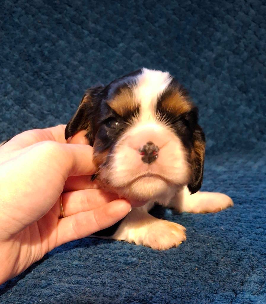 De L'Elite Du Kevezer - Chiot disponible  - Cavalier King Charles Spaniel