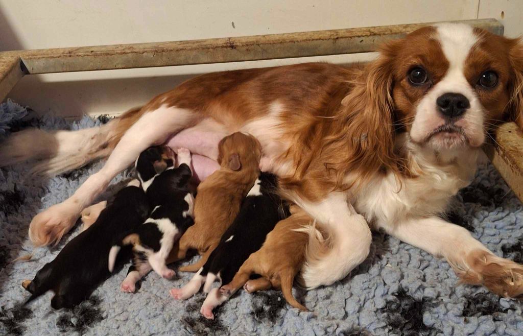 chiot Cavalier King Charles Spaniel De L'Elite Du Kevezer