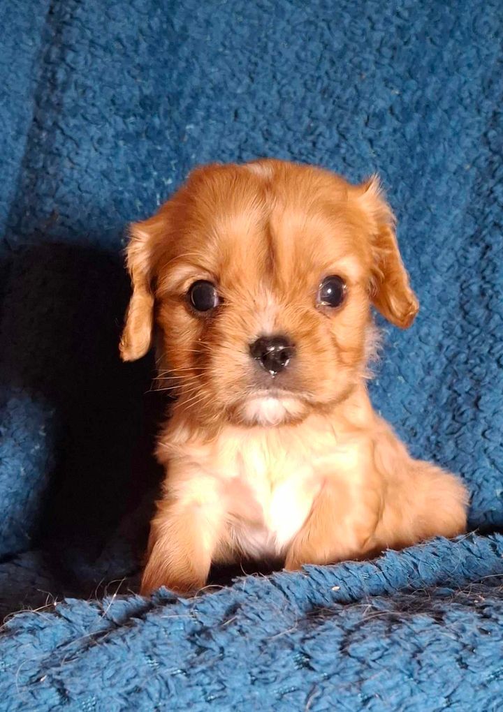 De L'Elite Du Kevezer - Chiot disponible  - Cavalier King Charles Spaniel