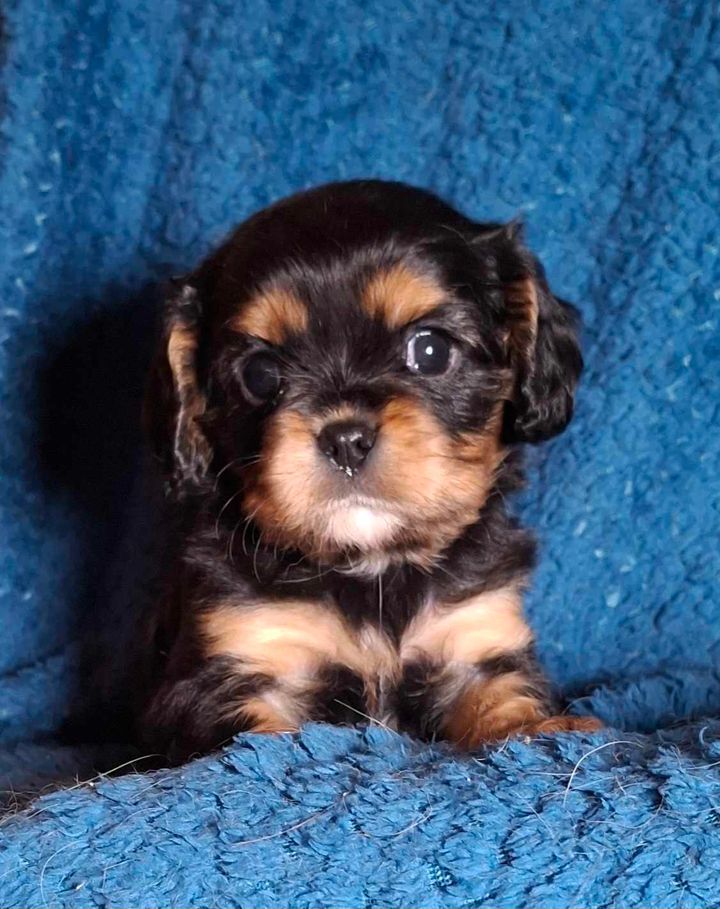 De L'Elite Du Kevezer - Chiot disponible  - Cavalier King Charles Spaniel