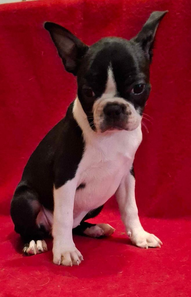 De L'Elite Du Kevezer - Chiot disponible  - Boston Terrier