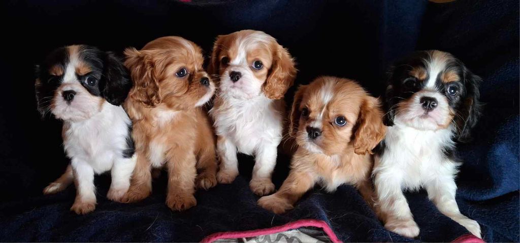 chiot Cavalier King Charles Spaniel De L'Elite Du Kevezer