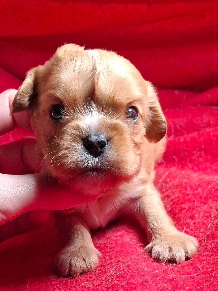 De L'Elite Du Kevezer - Chiot disponible  - Cavalier King Charles Spaniel