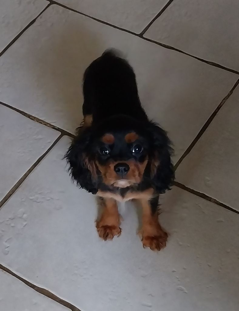 De L'Elite Du Kevezer - Chiot disponible  - Cavalier King Charles Spaniel