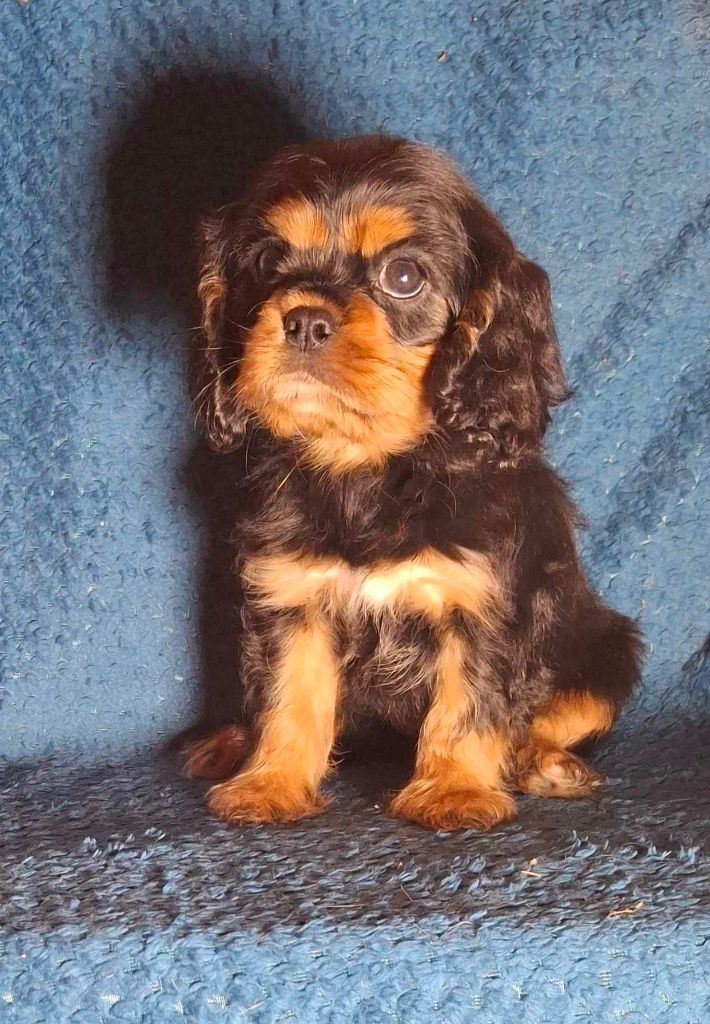 De L'Elite Du Kevezer - Chiot disponible  - Cavalier King Charles Spaniel