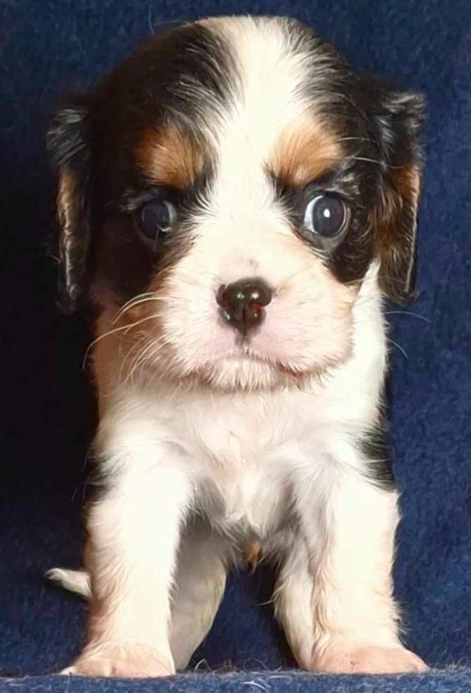 De L'Elite Du Kevezer - Chiot disponible  - Cavalier King Charles Spaniel