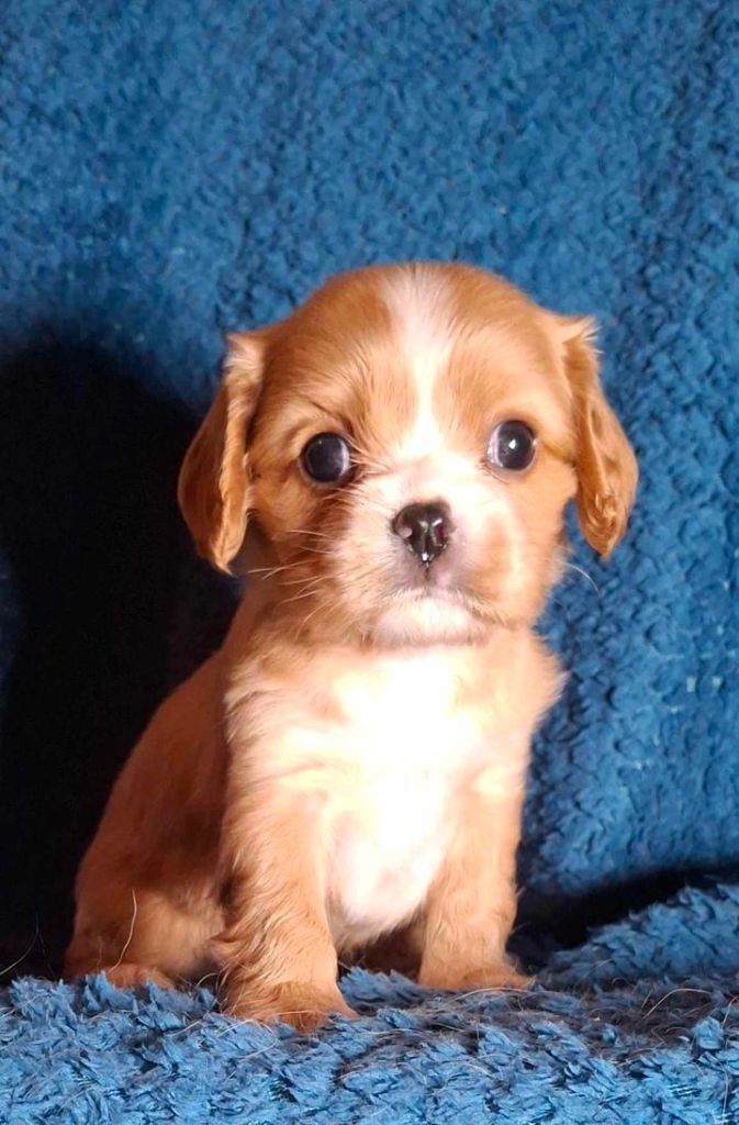 De L'Elite Du Kevezer - Chiot disponible  - Cavalier King Charles Spaniel