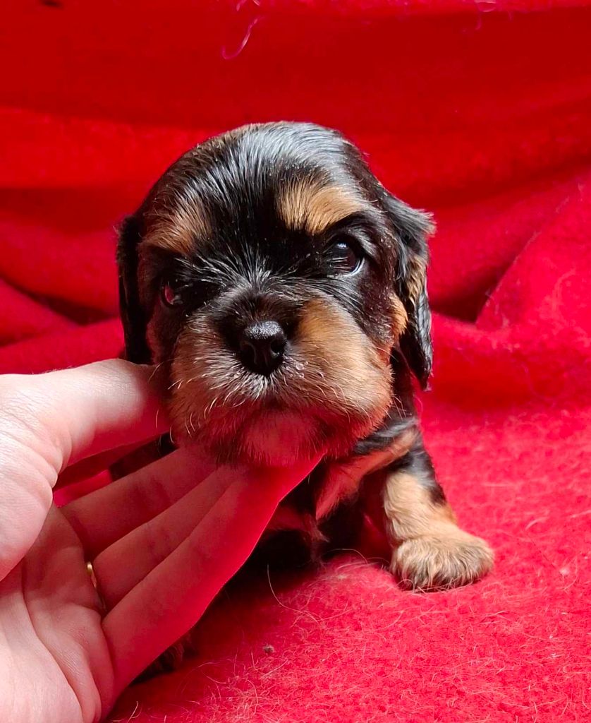 De L'Elite Du Kevezer - Chiot disponible  - Cavalier King Charles Spaniel