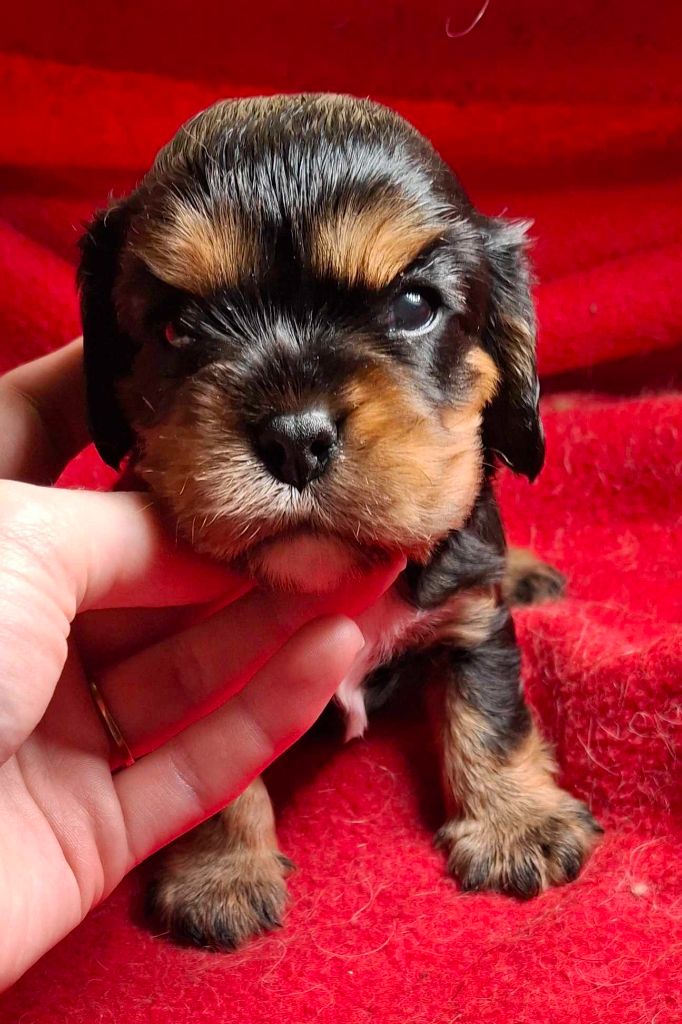 De L'Elite Du Kevezer - Chiot disponible  - Cavalier King Charles Spaniel