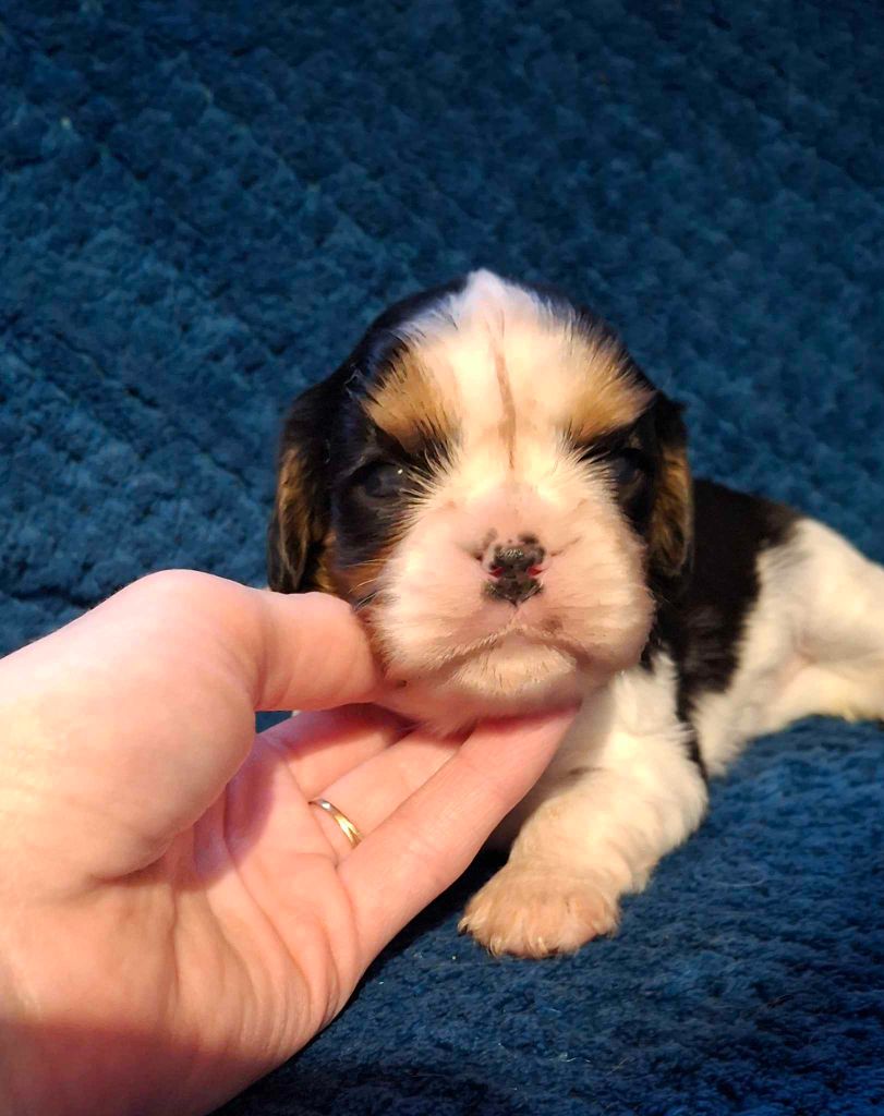 De L'Elite Du Kevezer - Chiot disponible  - Cavalier King Charles Spaniel