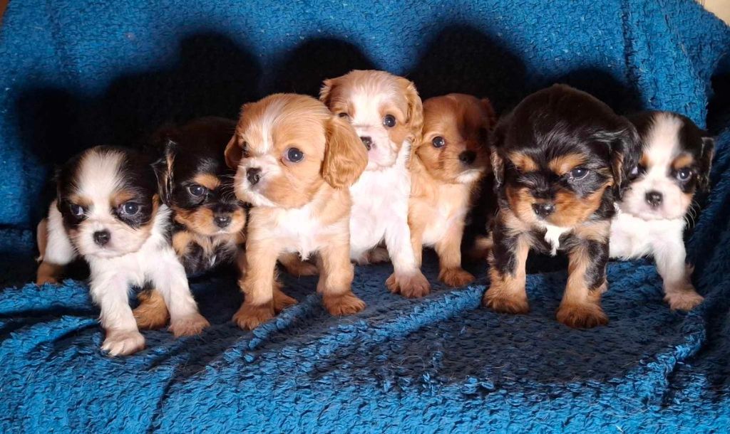 chiot Cavalier King Charles Spaniel De L'Elite Du Kevezer