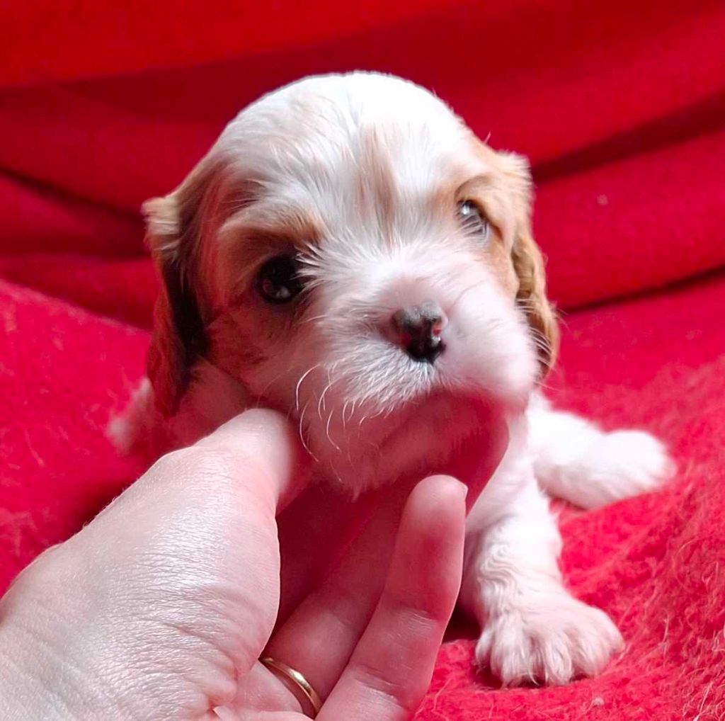 De L'Elite Du Kevezer - Chiot disponible  - Cavalier King Charles Spaniel