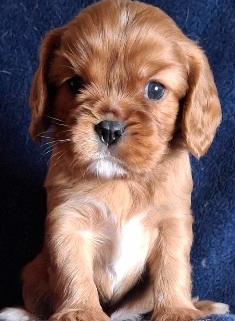 De L'Elite Du Kevezer - Chiot disponible  - Cavalier King Charles Spaniel