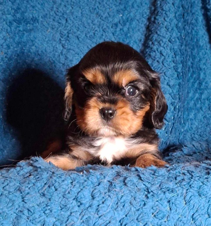 De L'Elite Du Kevezer - Chiot disponible  - Cavalier King Charles Spaniel