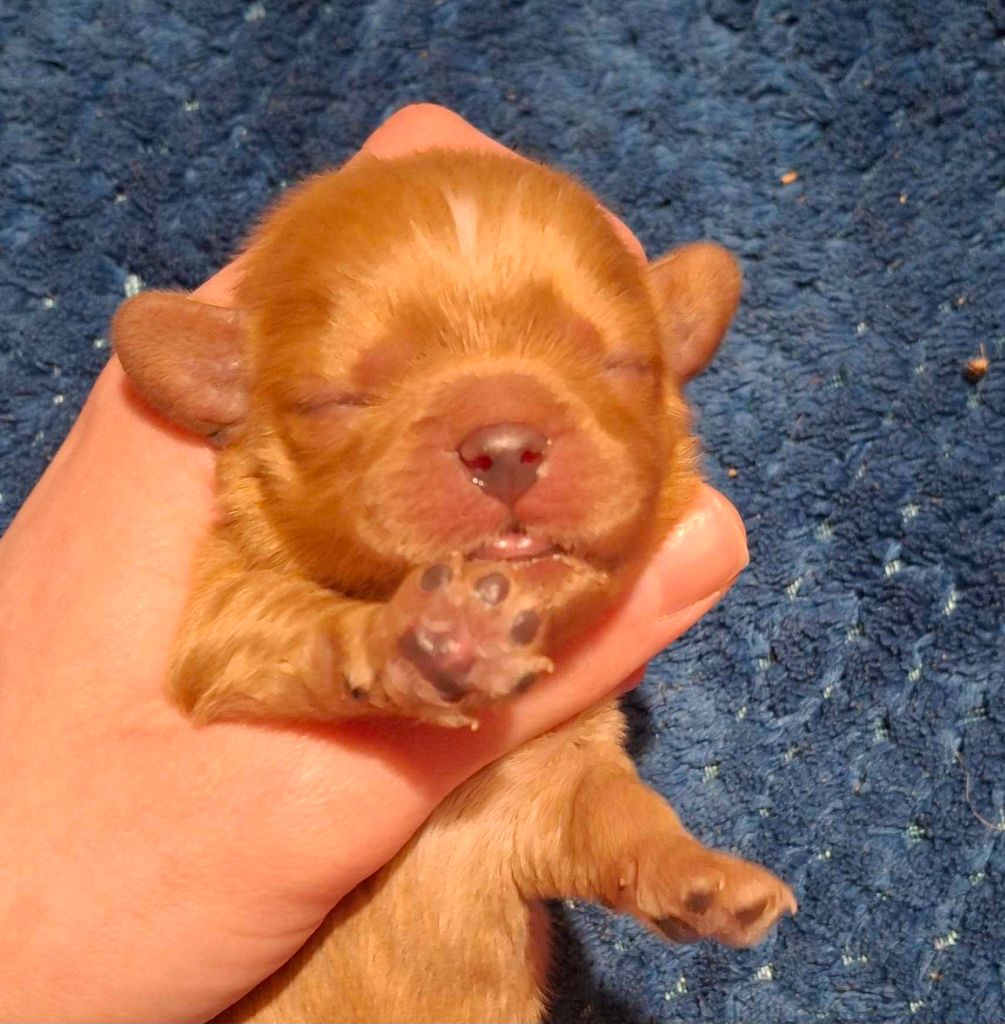 De L'Elite Du Kevezer - Chiot disponible  - Cavalier King Charles Spaniel