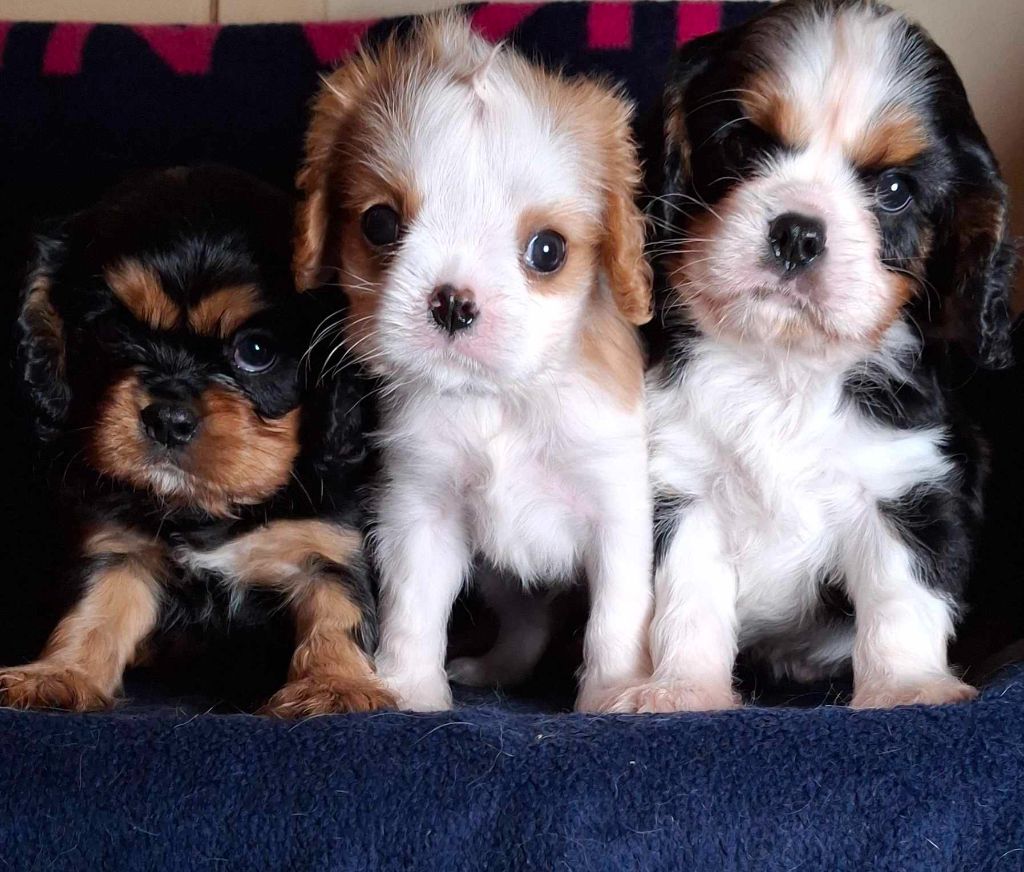 chiot Cavalier King Charles Spaniel De L'Elite Du Kevezer