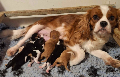 De L'Elite Du Kevezer - Cavalier King Charles Spaniel - Portée née le 12/01/2025