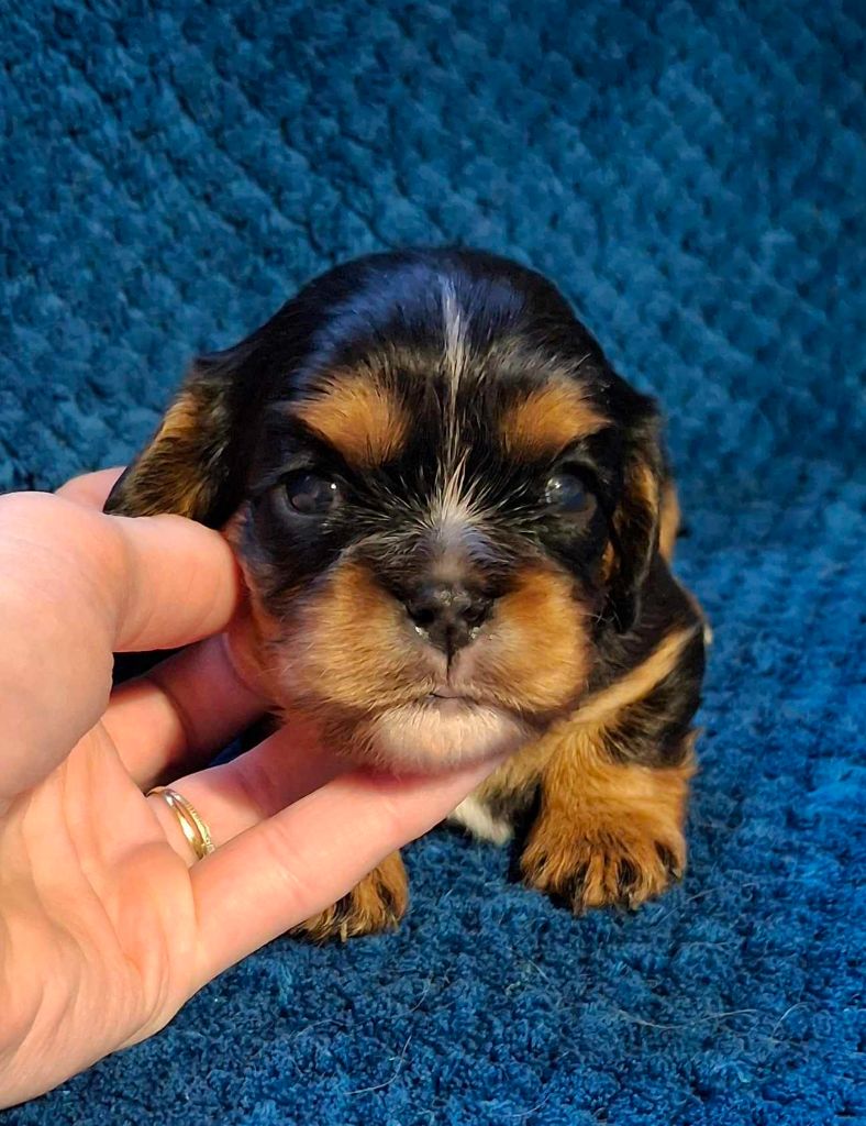 De L'Elite Du Kevezer - Chiot disponible  - Cavalier King Charles Spaniel