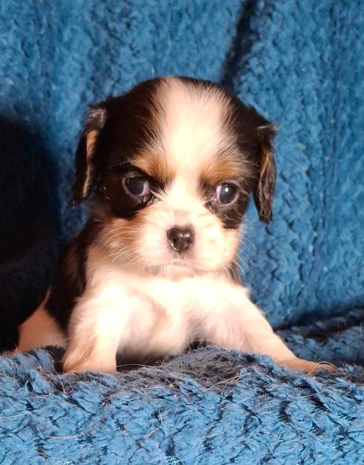 De L'Elite Du Kevezer - Chiot disponible  - Cavalier King Charles Spaniel