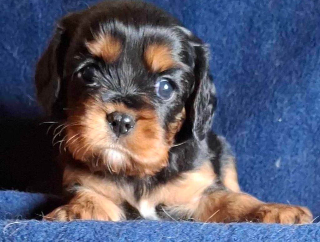 De L'Elite Du Kevezer - Chiot disponible  - Cavalier King Charles Spaniel