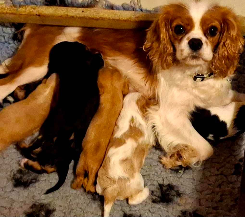 chiot Cavalier King Charles Spaniel De L'Elite Du Kevezer