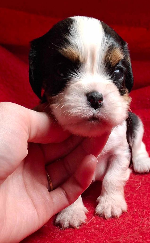 De L'Elite Du Kevezer - Chiot disponible  - Cavalier King Charles Spaniel