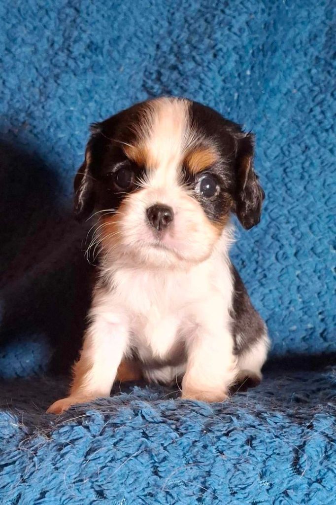 De L'Elite Du Kevezer - Chiot disponible  - Cavalier King Charles Spaniel