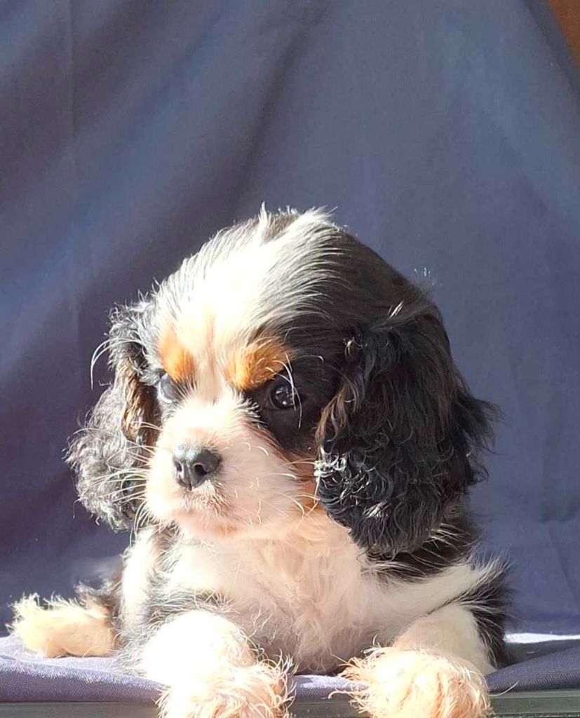 De L'Elite Du Kevezer - Chiot disponible  - Cavalier King Charles Spaniel