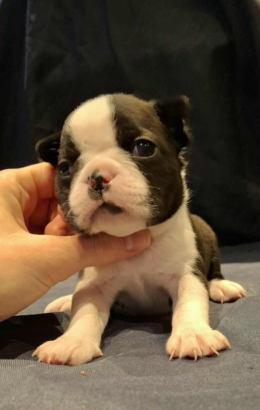 De L'Elite Du Kevezer - Chiots disponibles - Boston Terrier