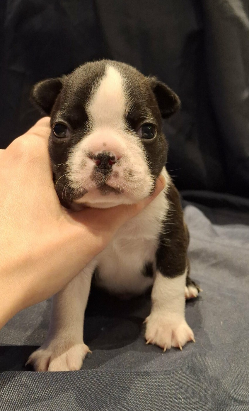De L'Elite Du Kevezer - Chiots disponibles - Boston Terrier