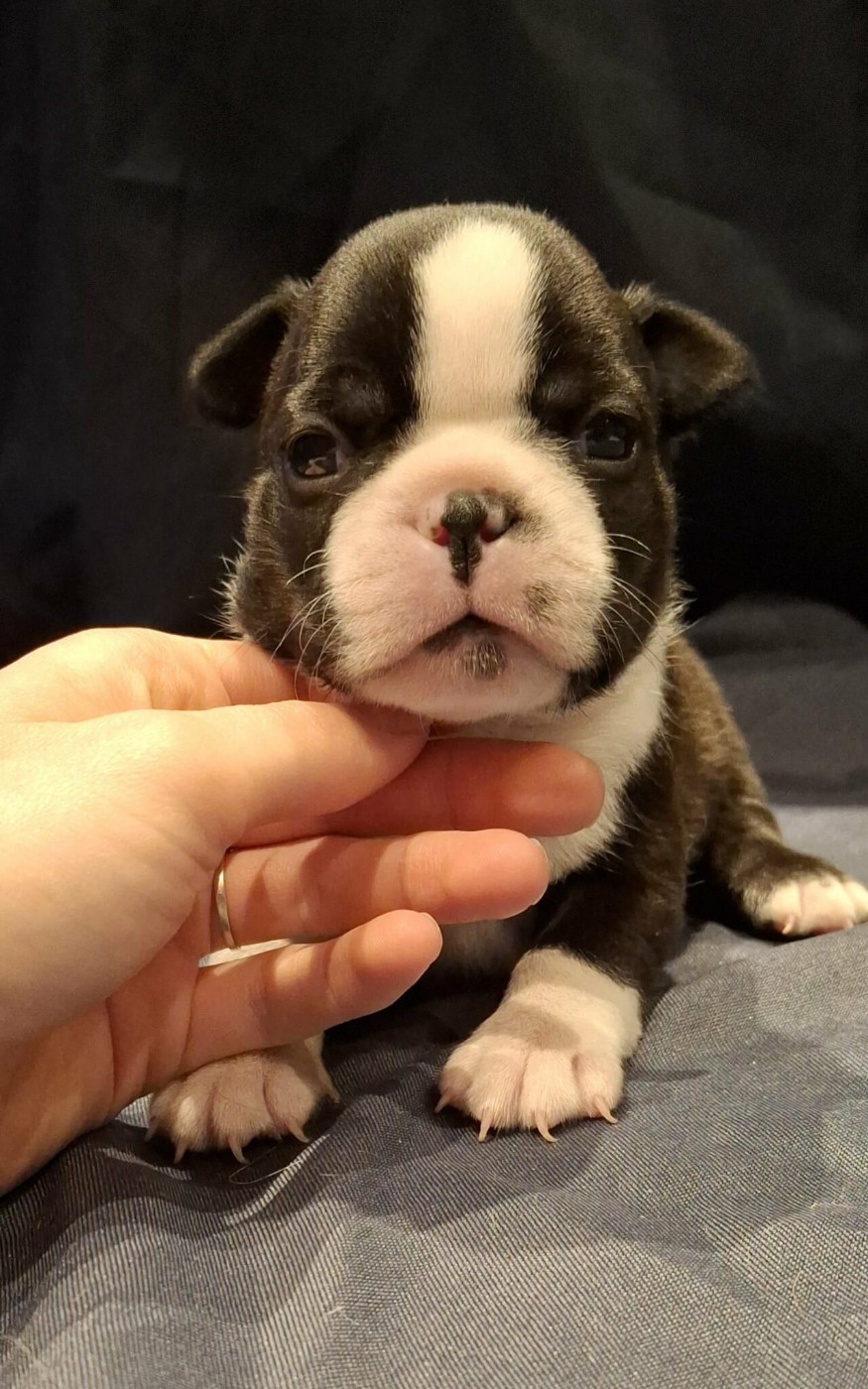 De L'Elite Du Kevezer - Chiots disponibles - Boston Terrier