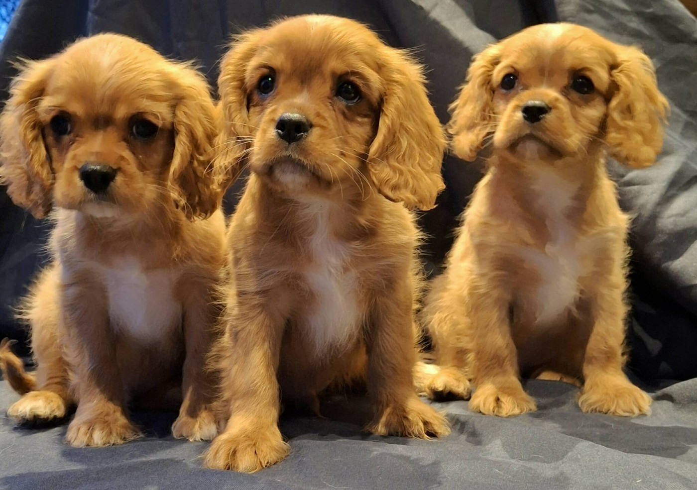 De L'Elite Du Kevezer - Cavalier King Charles Spaniel - Portée née le 22/09/2025