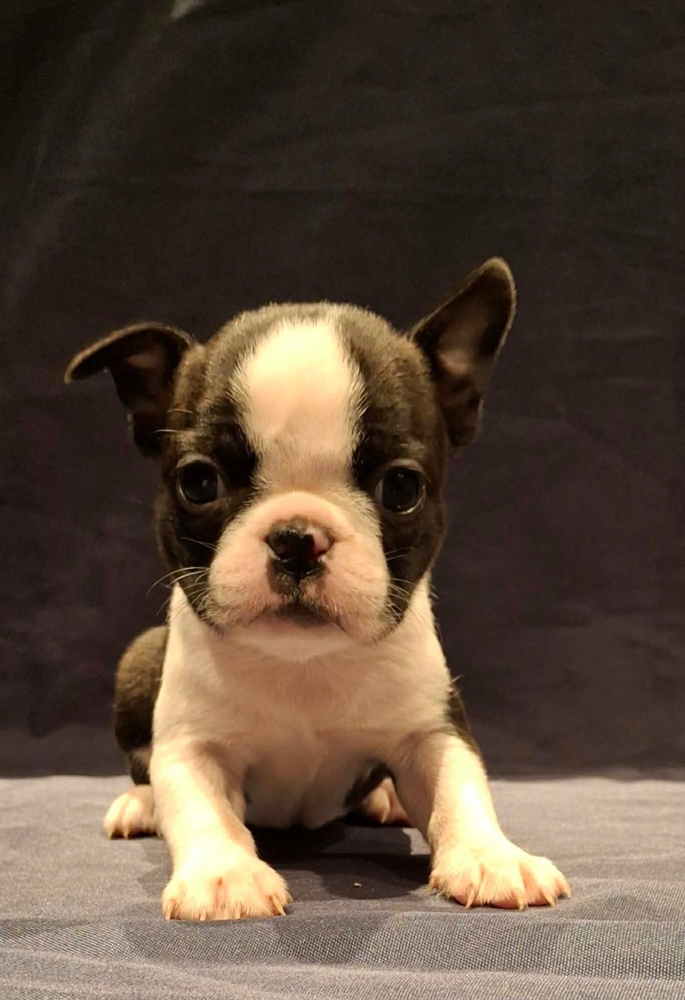 De L'Elite Du Kevezer - Chiots disponibles - Boston Terrier