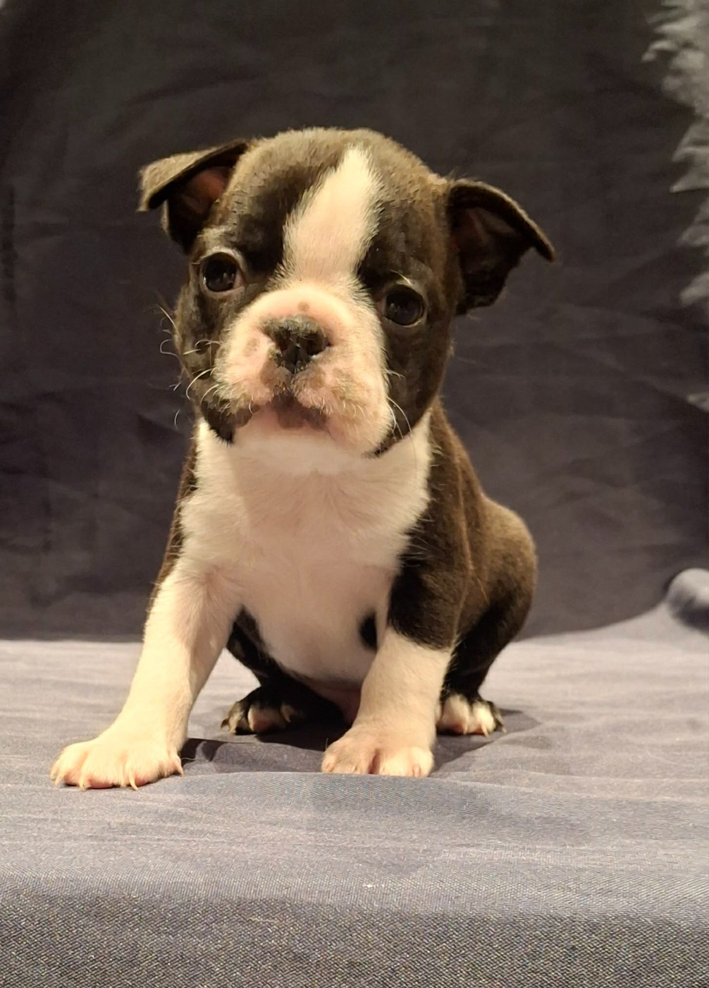 De L'Elite Du Kevezer - Chiots disponibles - Boston Terrier