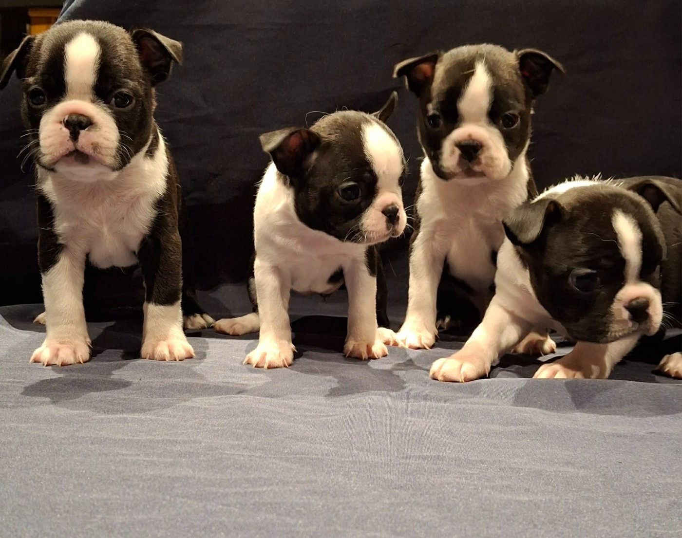 Chiot Boston Terrier De L'Elite Du Kevezer