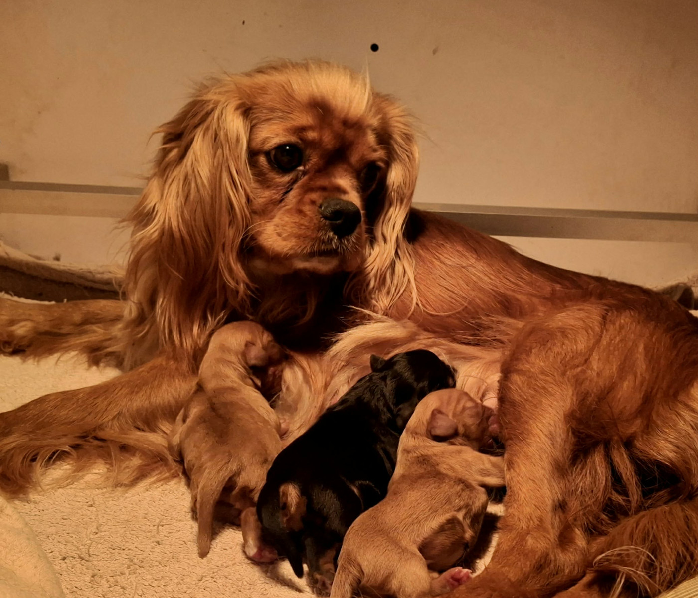 Chiot Cavalier King Charles Spaniel De L'Elite Du Kevezer