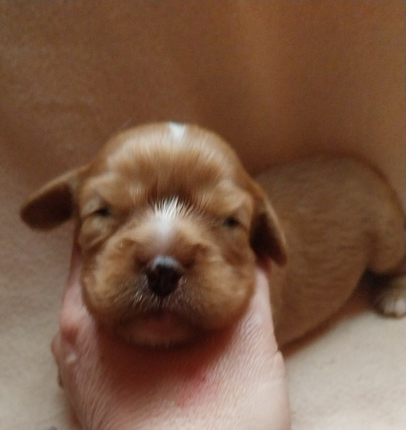 De L'Elite Du Kevezer - Chiots disponibles - Cavalier King Charles Spaniel