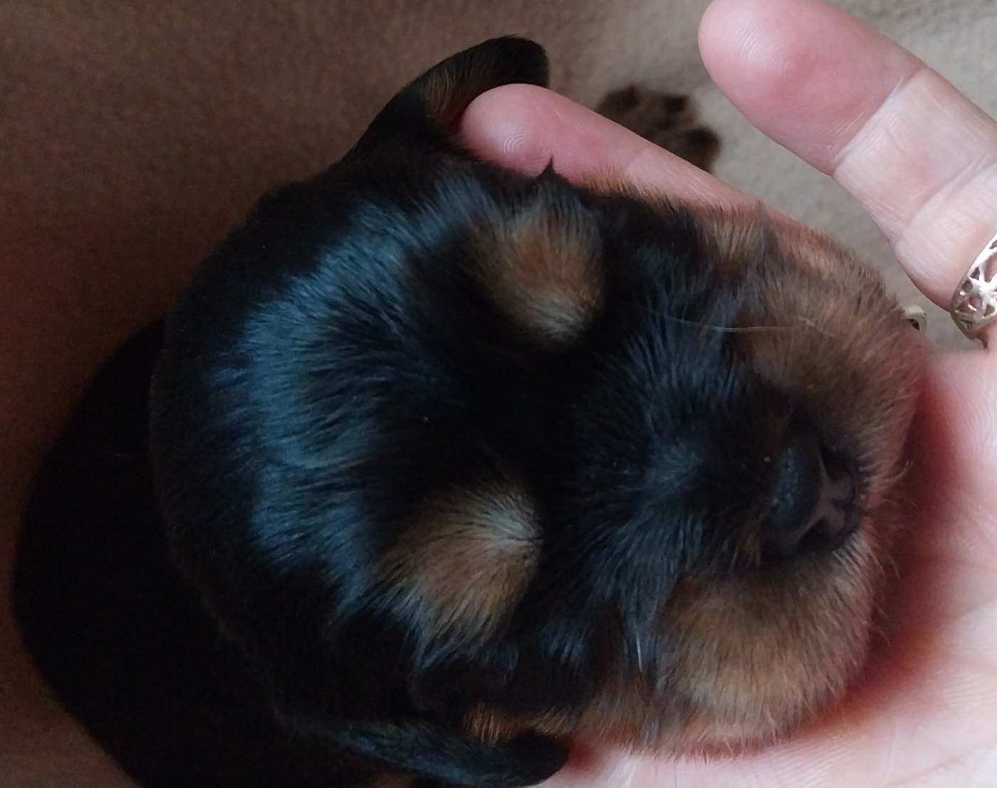 De L'Elite Du Kevezer - Chiots disponibles - Cavalier King Charles Spaniel