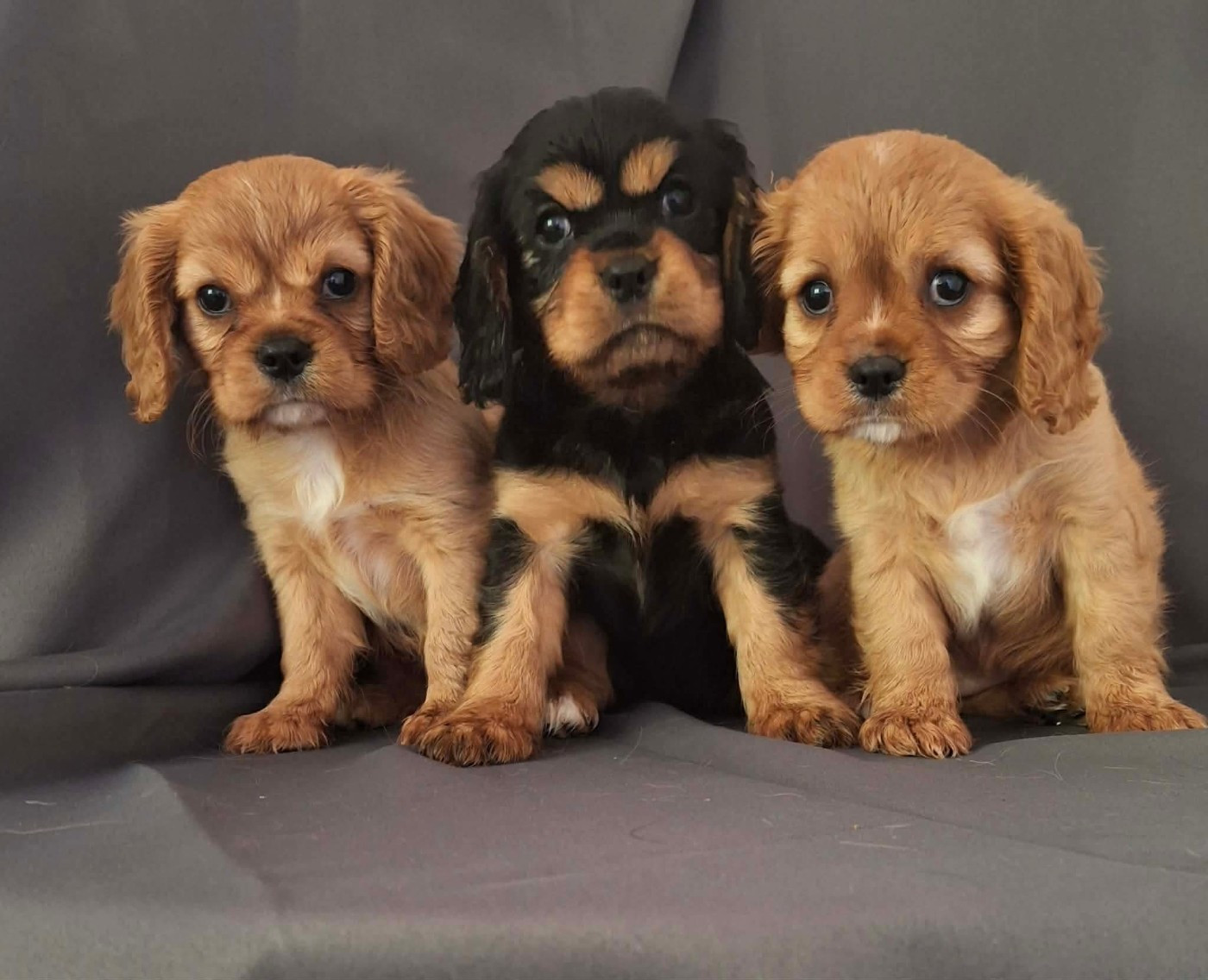 Chiot Cavalier King Charles Spaniel De L'Elite Du Kevezer