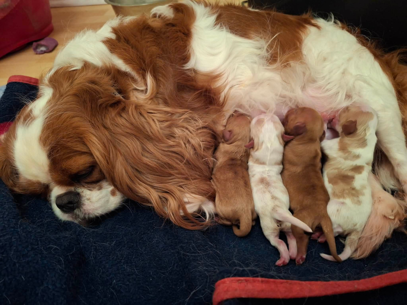 Chiot Cavalier King Charles Spaniel De L'Elite Du Kevezer