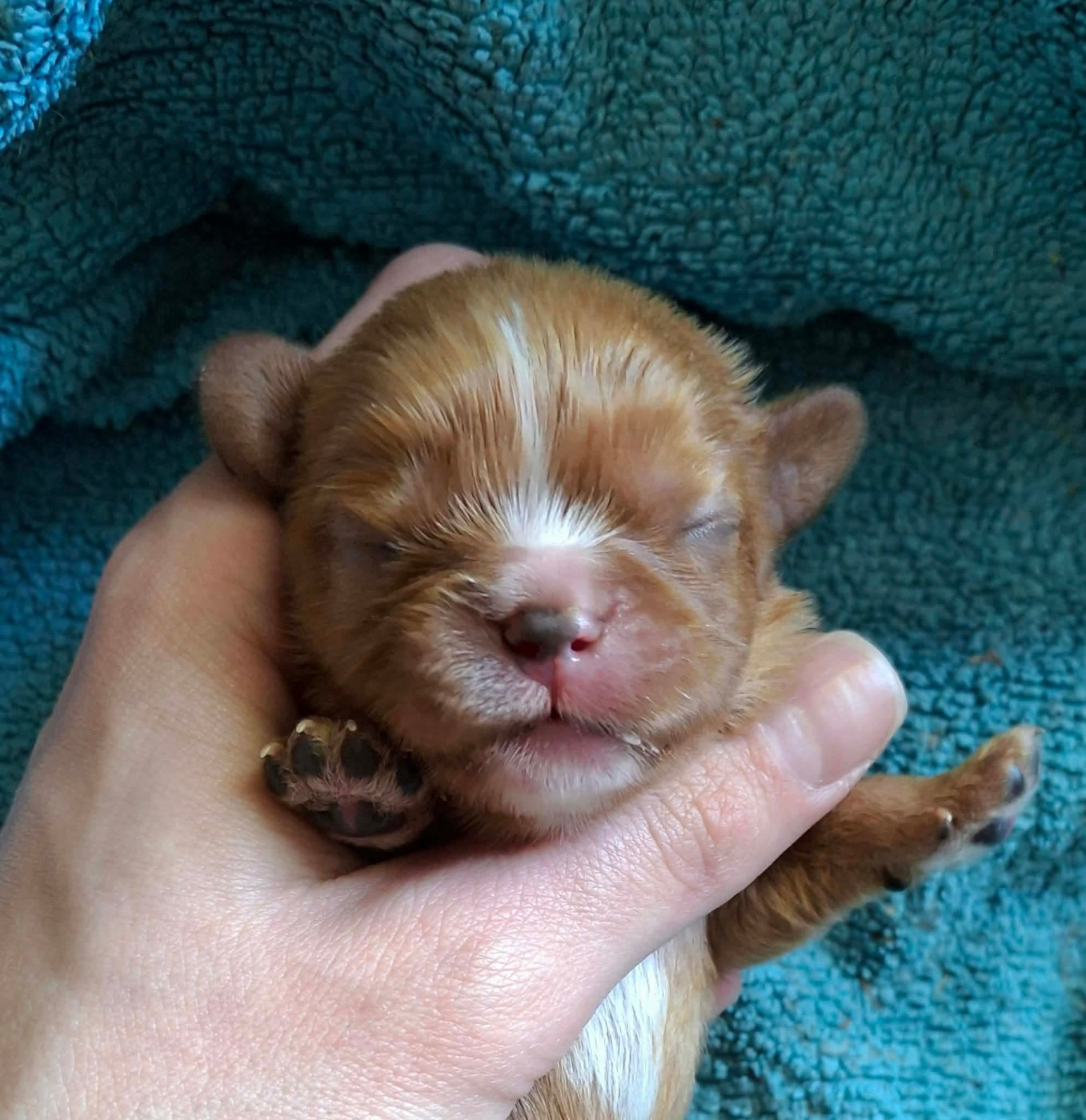 De L'Elite Du Kevezer - Chiots disponibles - Cavalier King Charles Spaniel