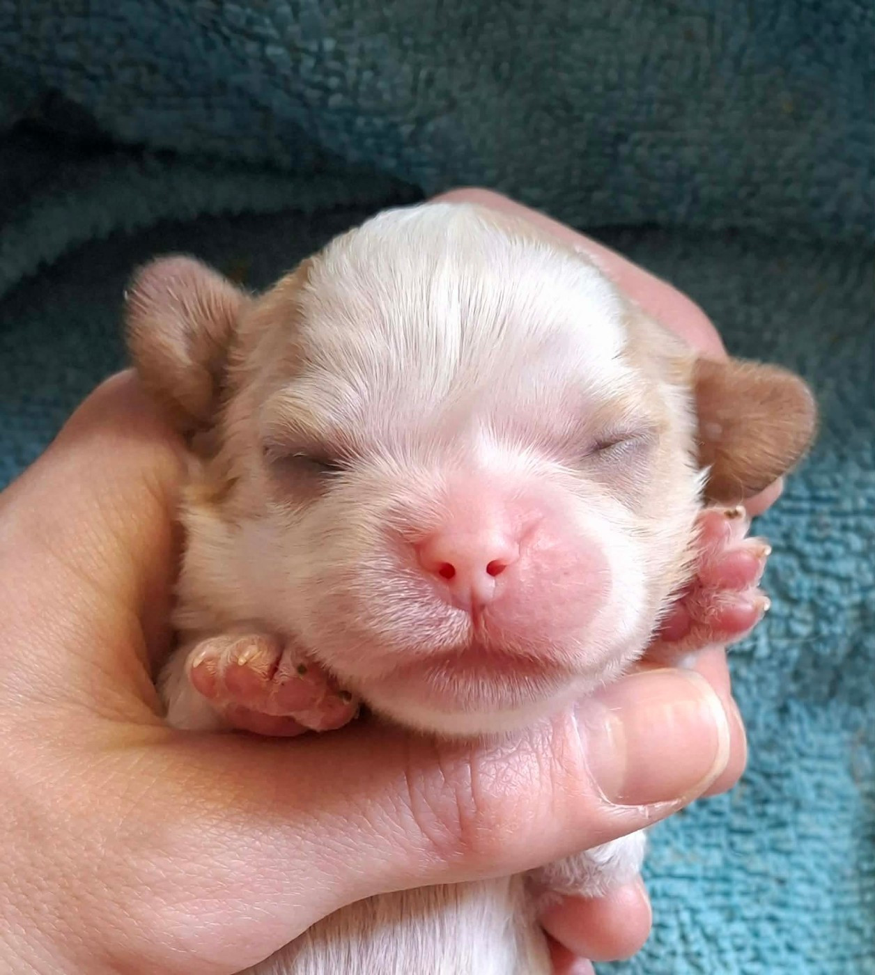 De L'Elite Du Kevezer - Chiots disponibles - Cavalier King Charles Spaniel