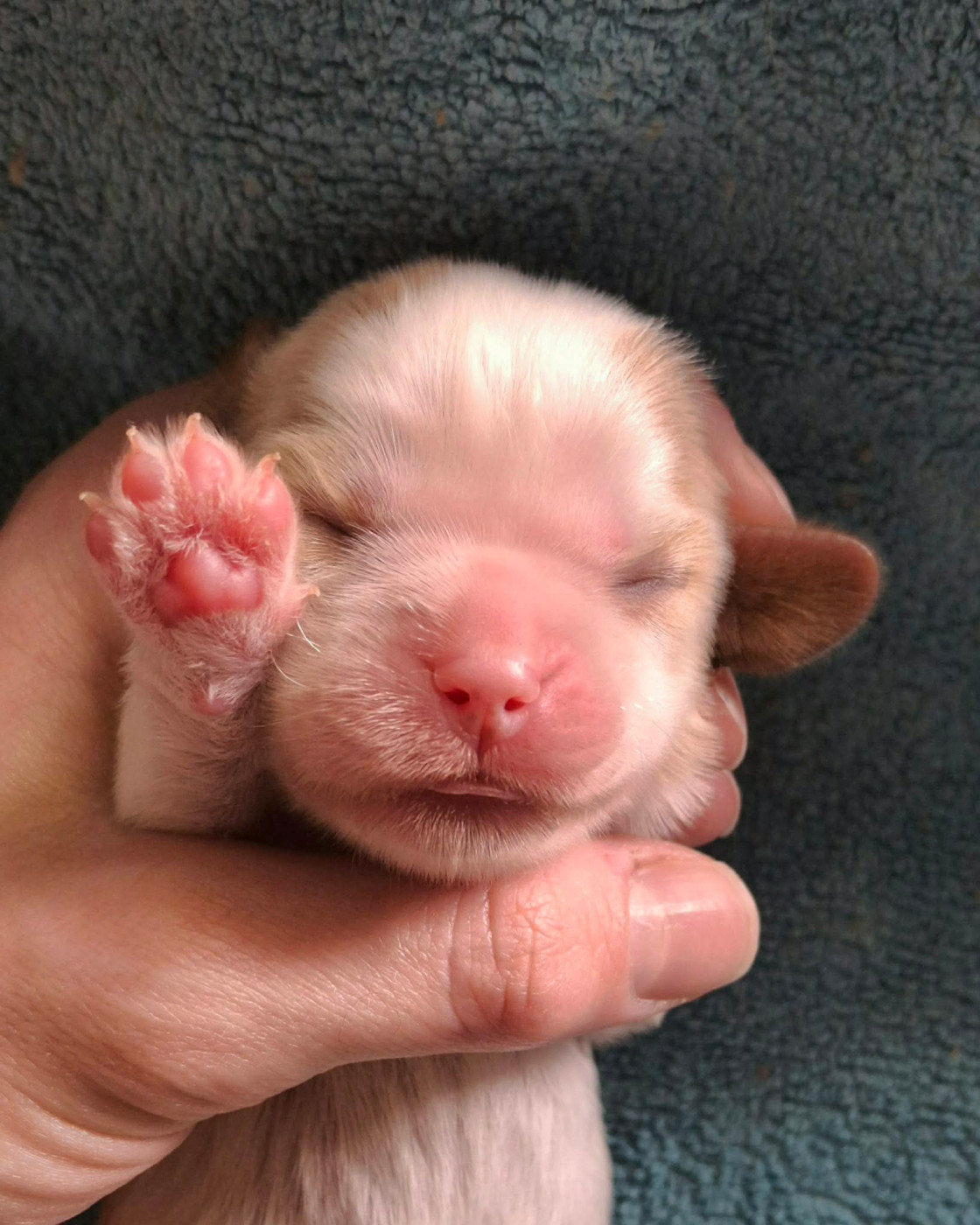 De L'Elite Du Kevezer - Chiots disponibles - Cavalier King Charles Spaniel