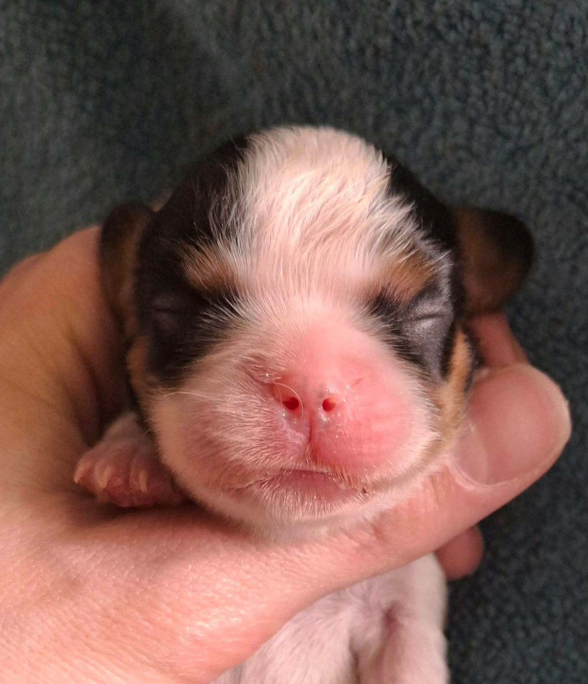 De L'Elite Du Kevezer - Chiots disponibles - Cavalier King Charles Spaniel