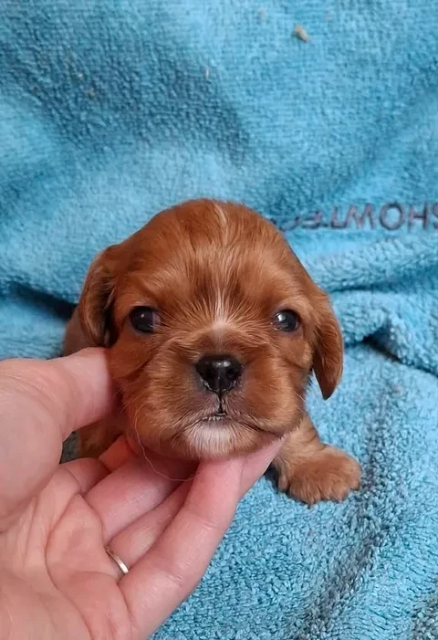 De L'Elite Du Kevezer - Chiots disponibles - Cavalier King Charles Spaniel
